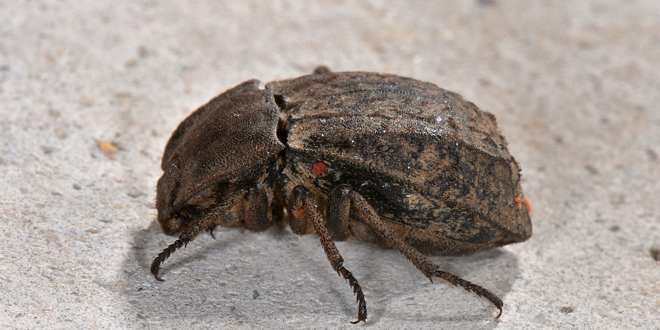 Tenebrionidae: Asida sabulosa